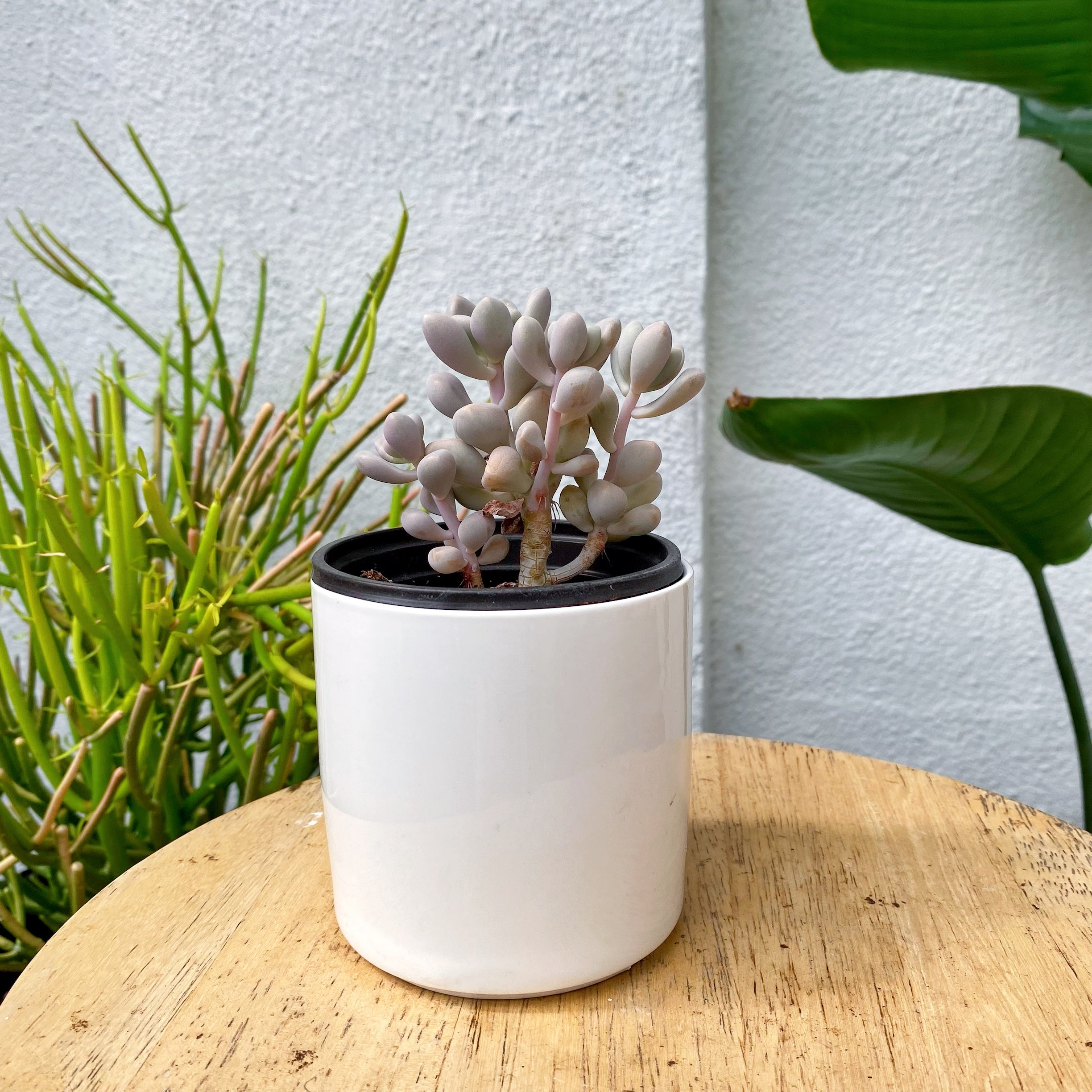 ellen succulent Graptopetalum sp Ellen – nVi Garden