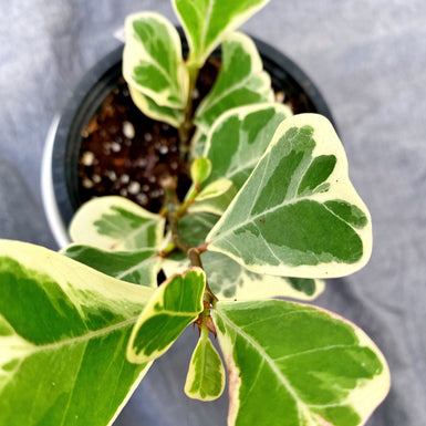 Ficus Triangularis