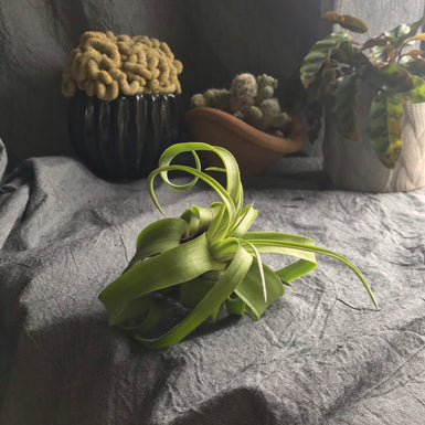 Xerographica