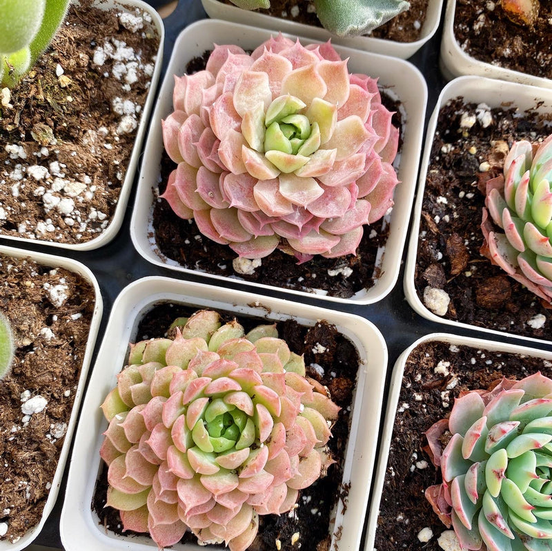 red hole succulent Red Hole – nVi Garden