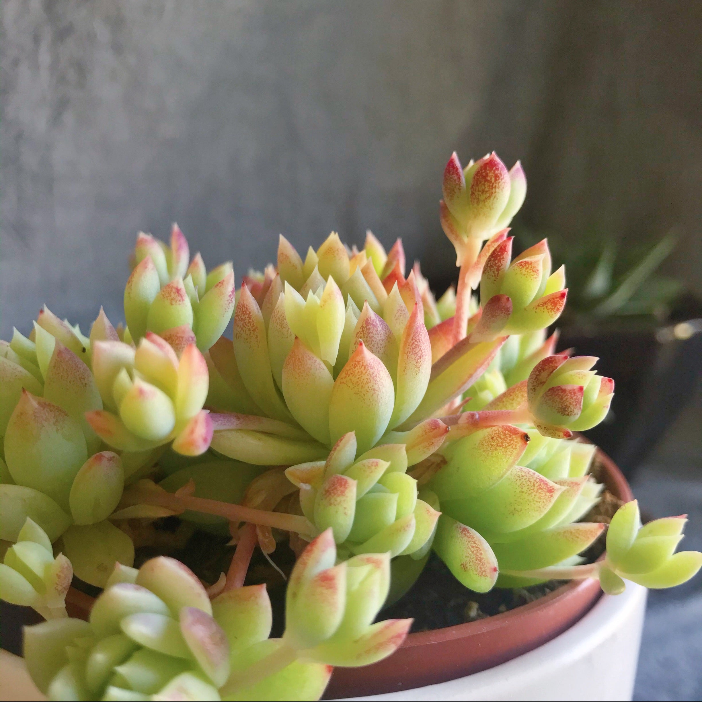 macdougallii succulent Graptopetalum Macdougallii – nVi Garden