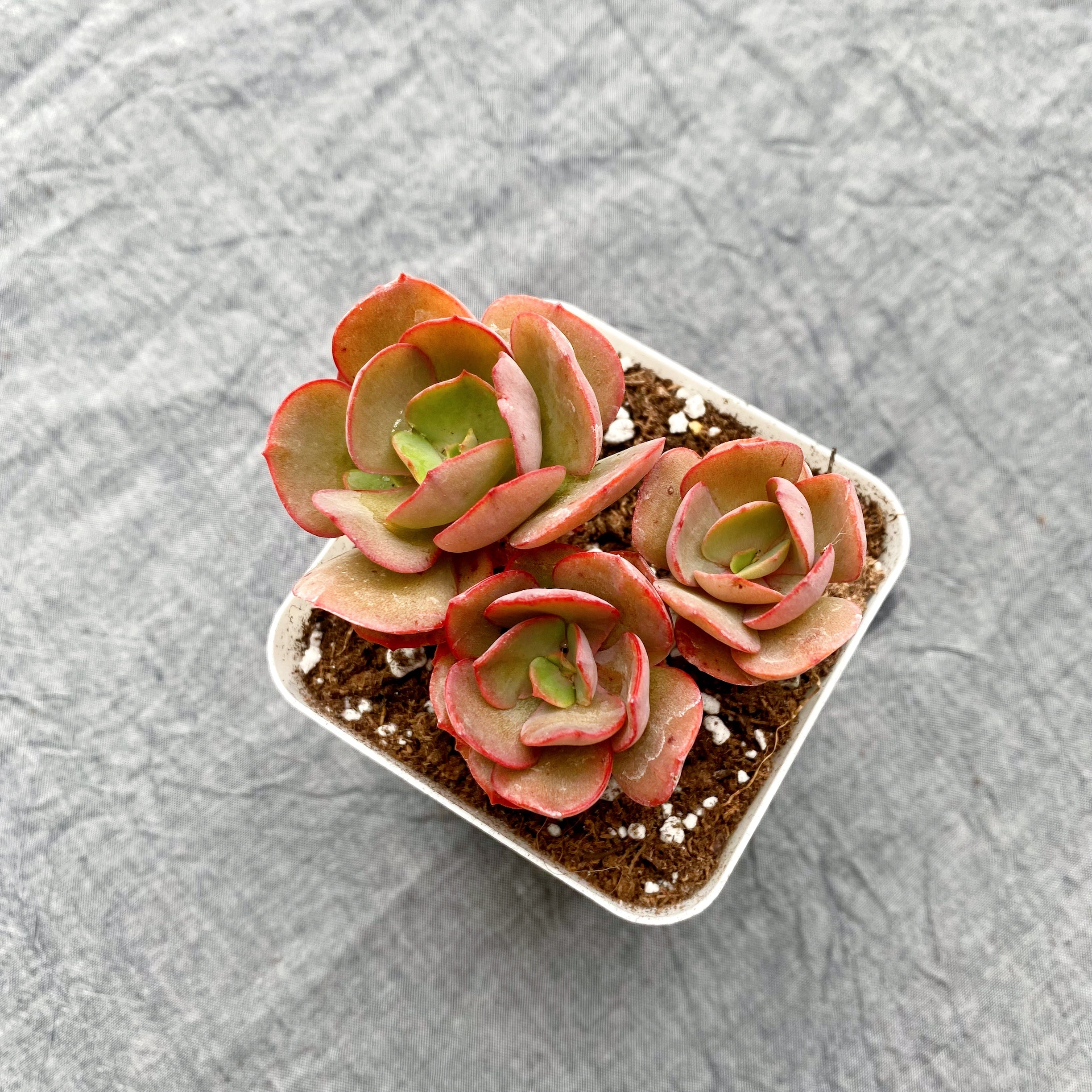suyon succulent Echeveria Suyon – nVi Garden