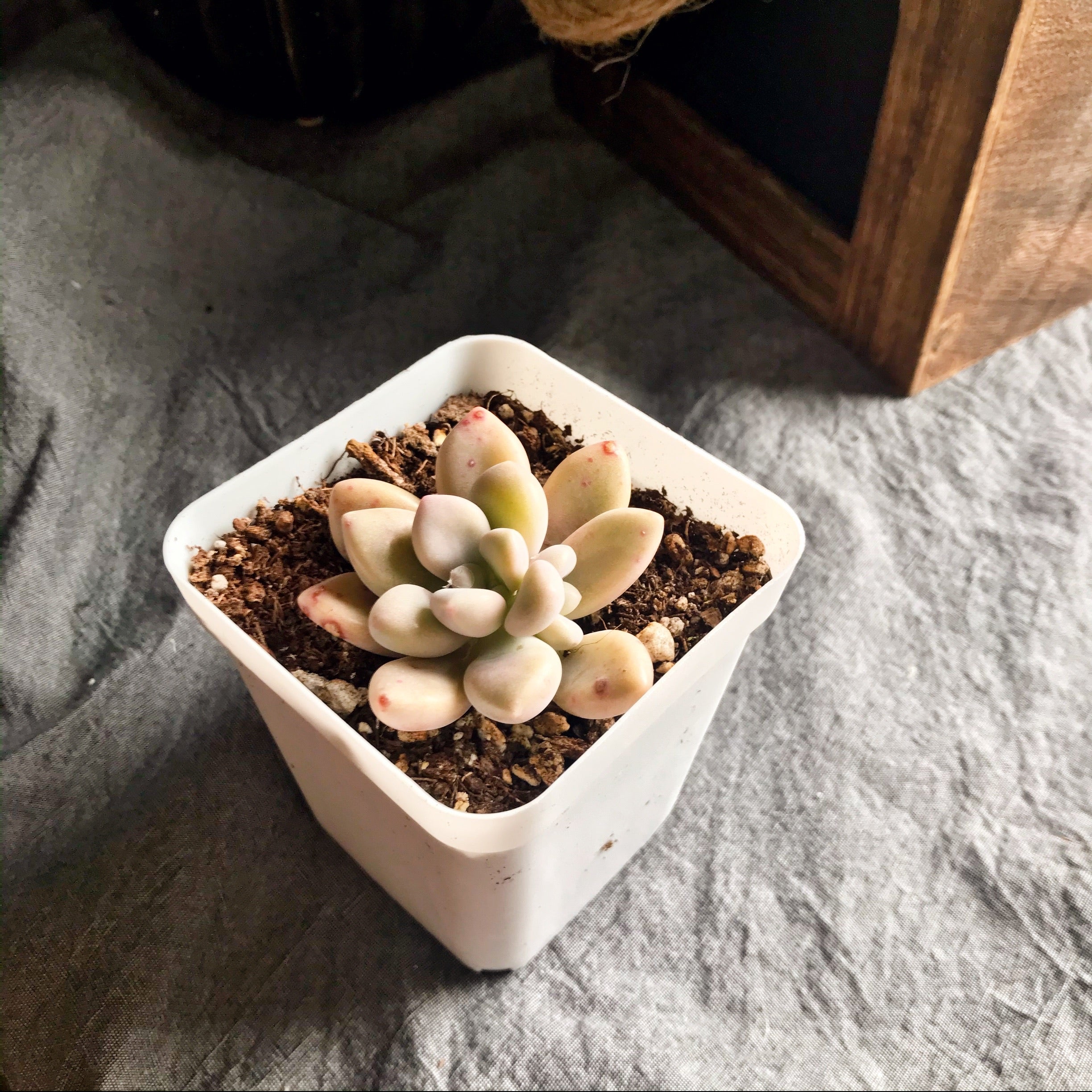 ellen succulent Graptopetalum sp Ellen – nVi Garden