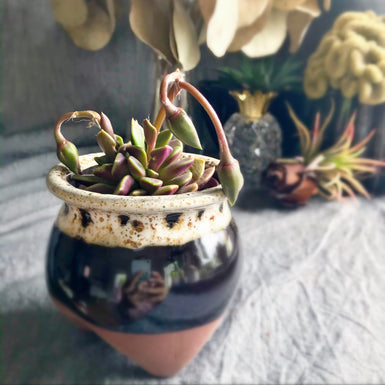 Anacampseros Rufescens