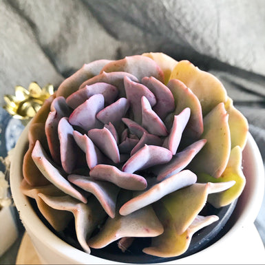 Cubic Frost