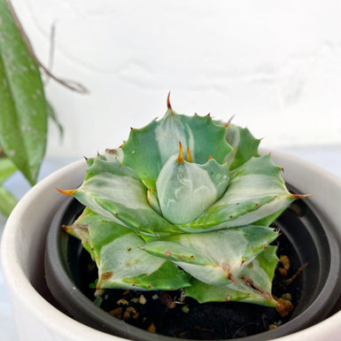 Agave isthmensis Mediopicta Alba