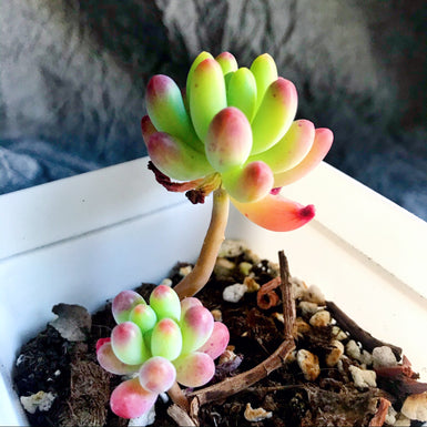 Sedum Pachyphyllum Rose