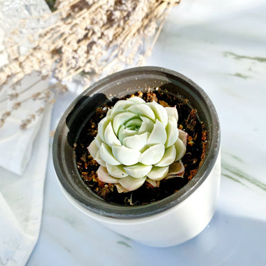 Echeveria Elegans Alba