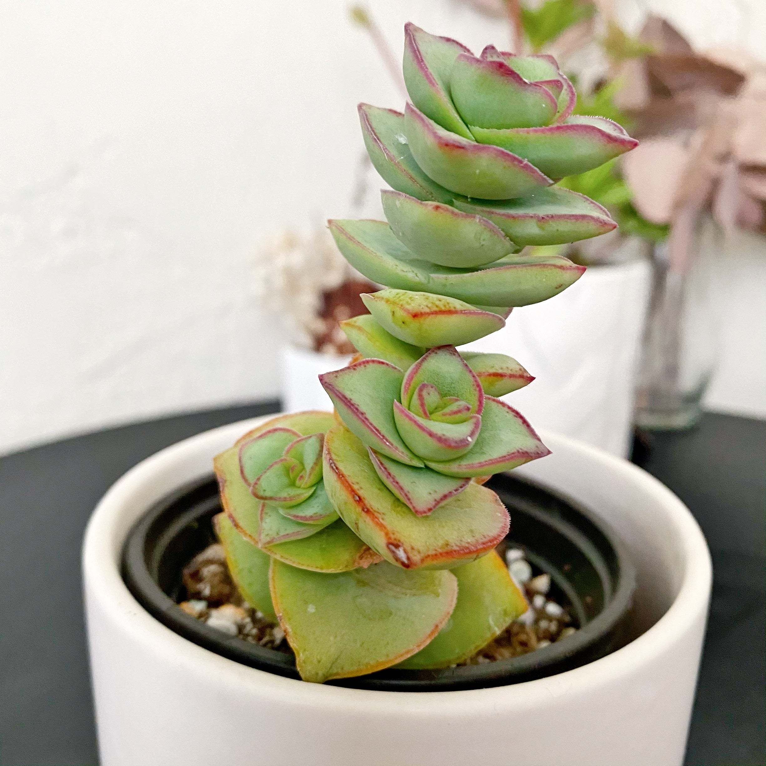 conjuncta succulent Crassula Conjuncta