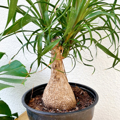 Ponytail Palm