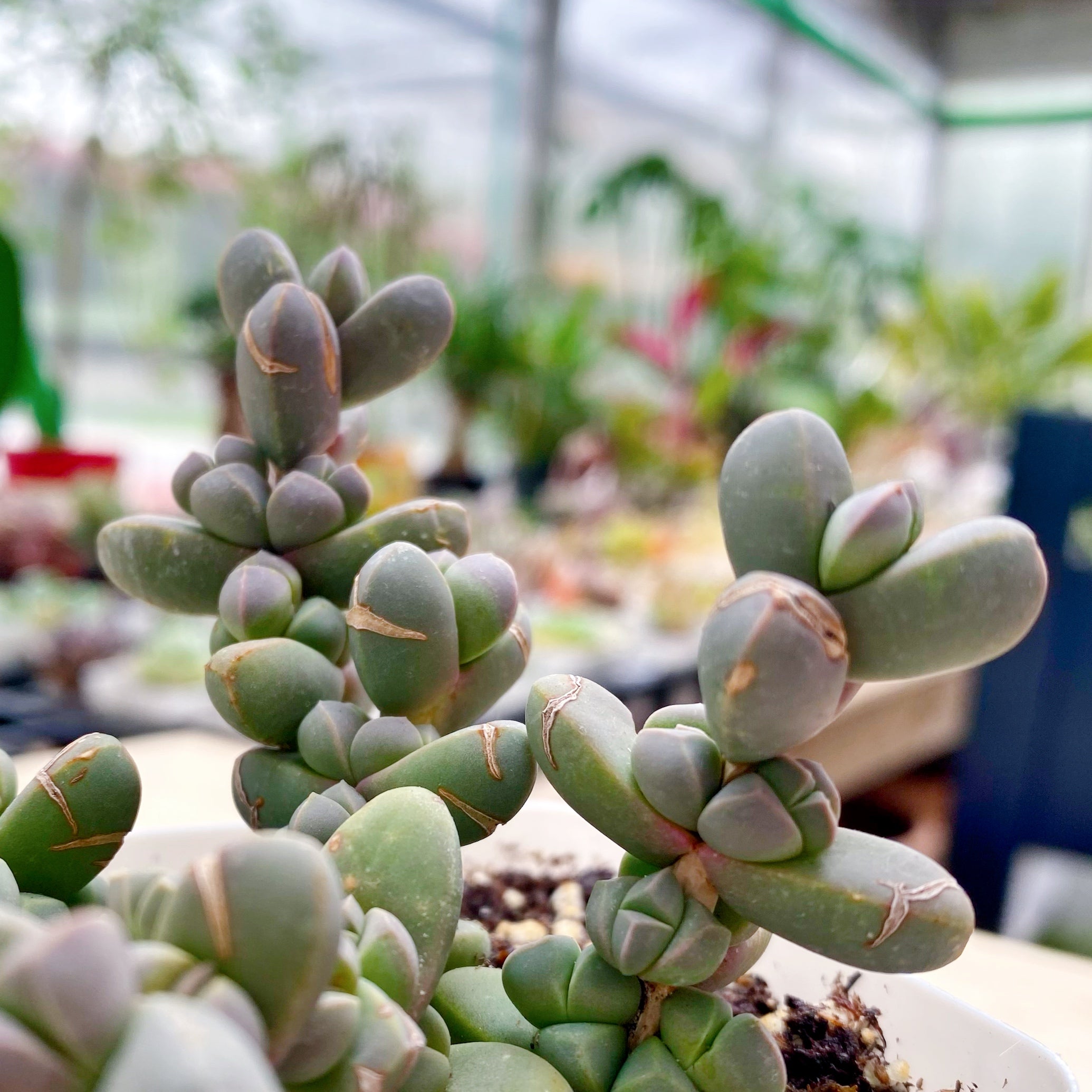 astridia velutina succulent Astridia Velutina – nVi Garden
