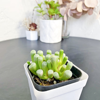Baby Toes