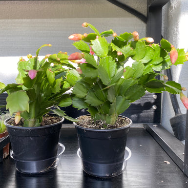 Christmas Cactus