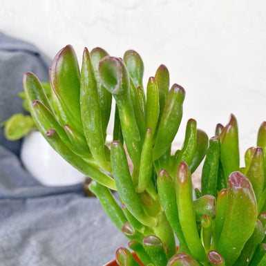 Gollum Jade