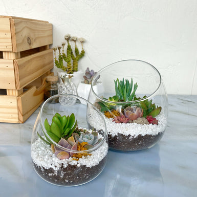 Grace Terrarium