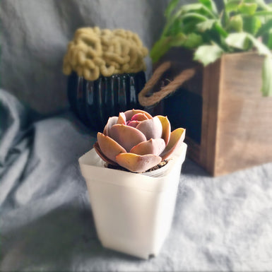 Echeveria Red Sky