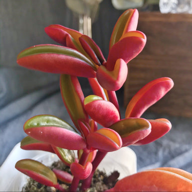 Peperomia Claveolens