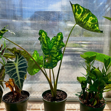 Alocasia Halo Beauty
