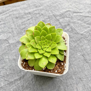 Aeonium Tabuliforme