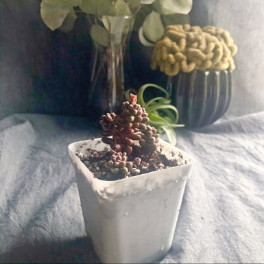 Sedum Furfuraceum