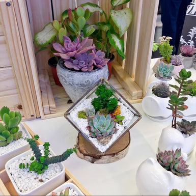 Cube terrarium